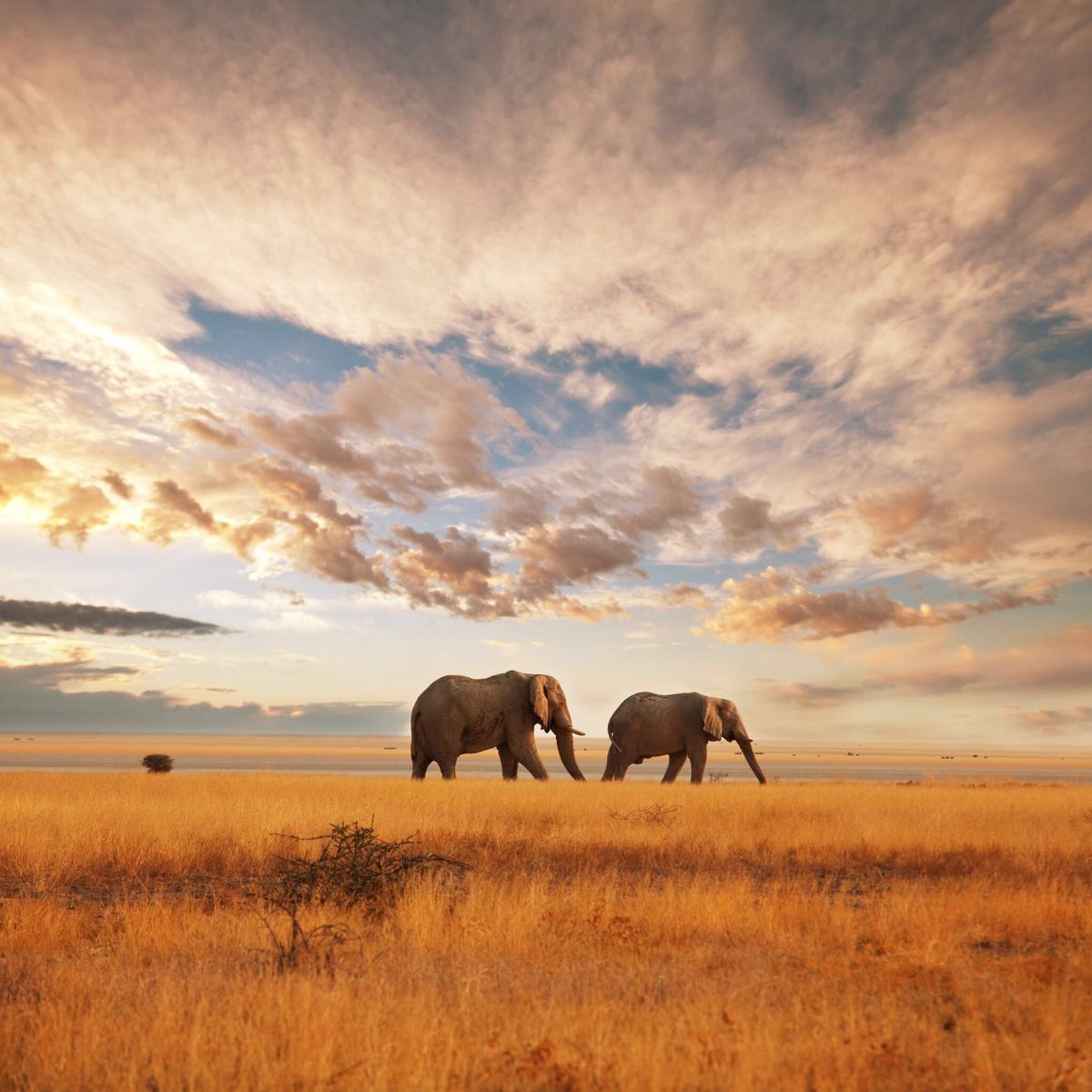 African Bush Elephant Over Savannah
