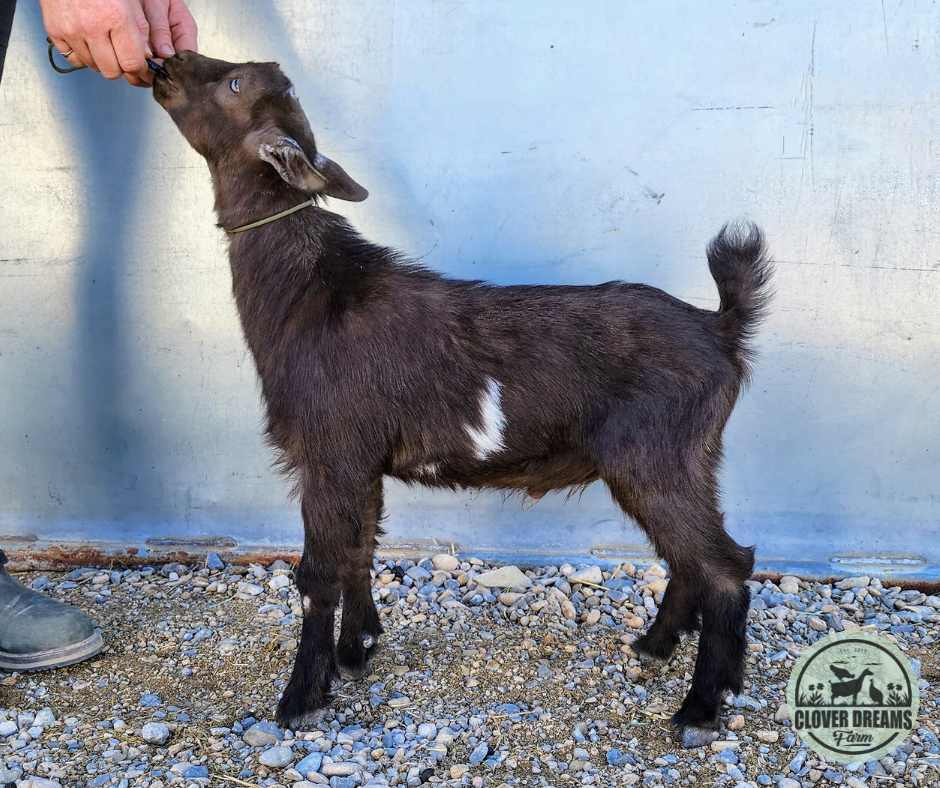 CouClaire Buck with Moonspot on Shoulder
