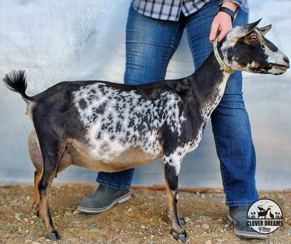 Pinto Buckskin Nigerian Doe