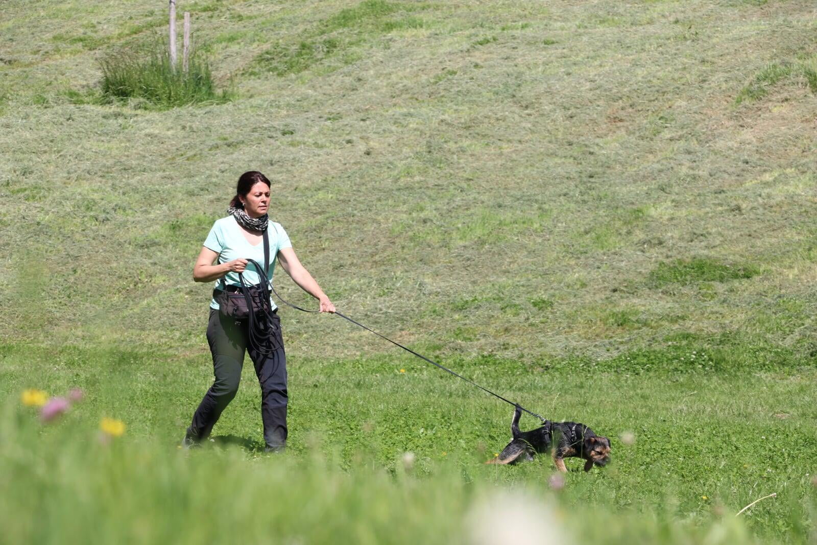 Fährten suchen - sinnvolle Beschäftigung für aktive Hunde
