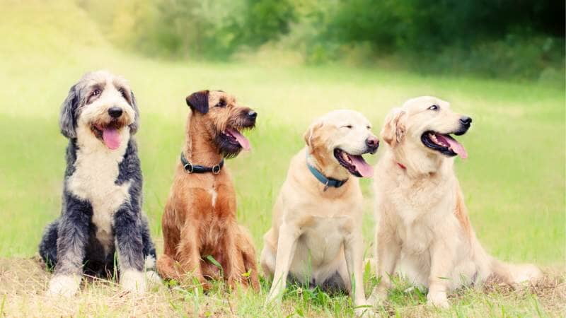 Ausbildung HundererziehungsberaterIn, Hundecoach, Hundetrainer