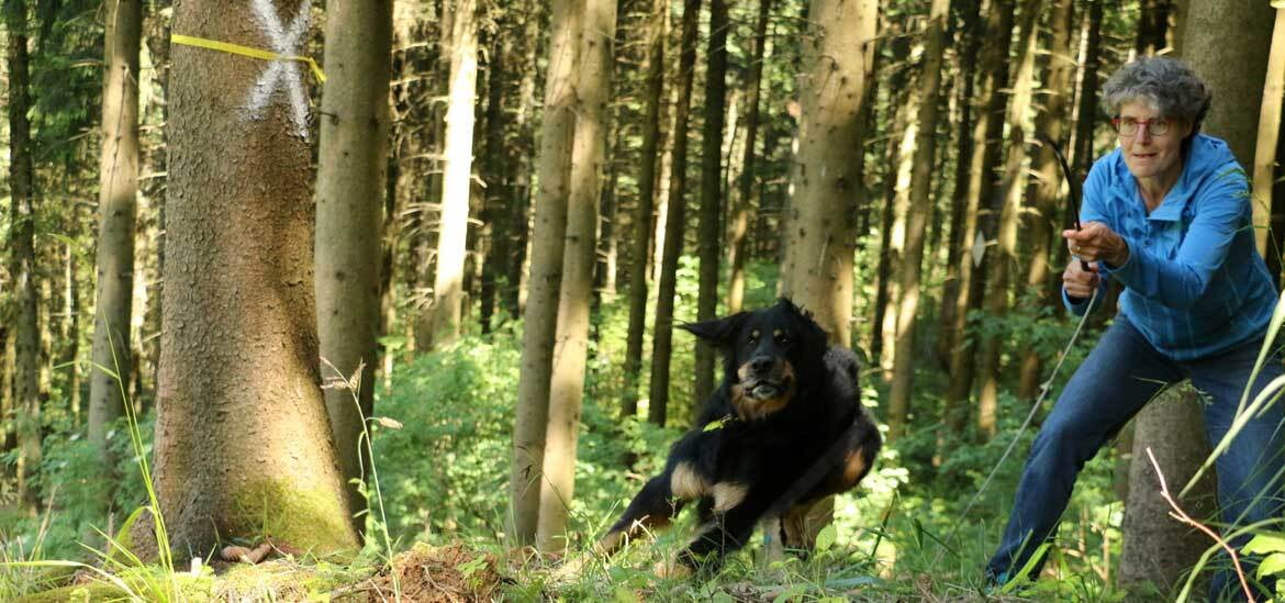 Parcours - sinnvolle Beschäftigung für aktive Hunde