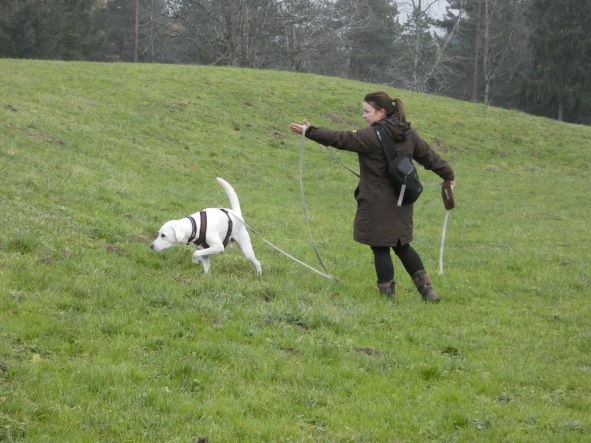 Revieren - Befriedigung des Jagdinstinktes bei Hunden