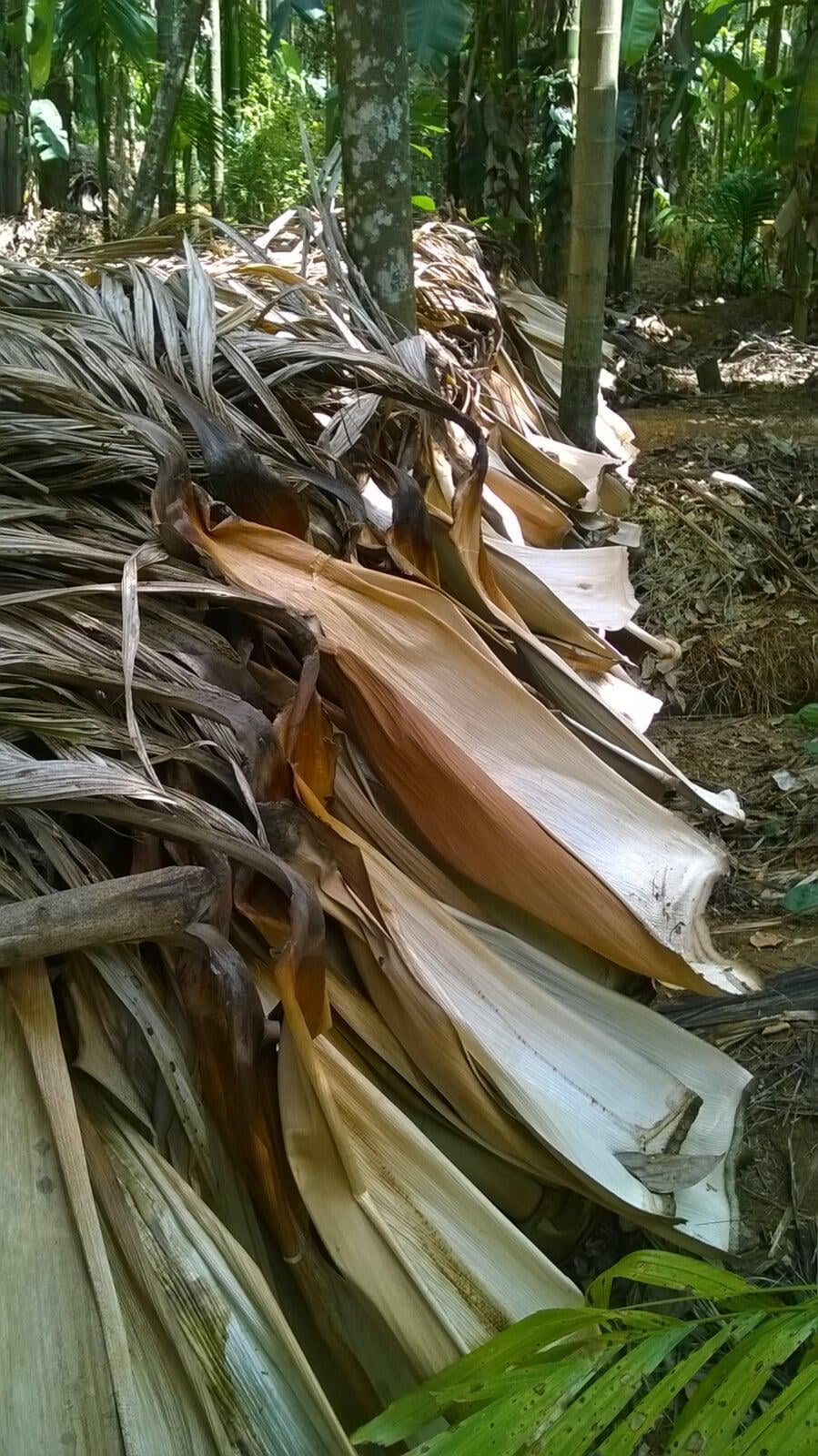 Areca Leaf plates Areca Leaf plates