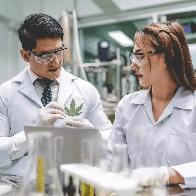 kratom enthusiasts choose zohm