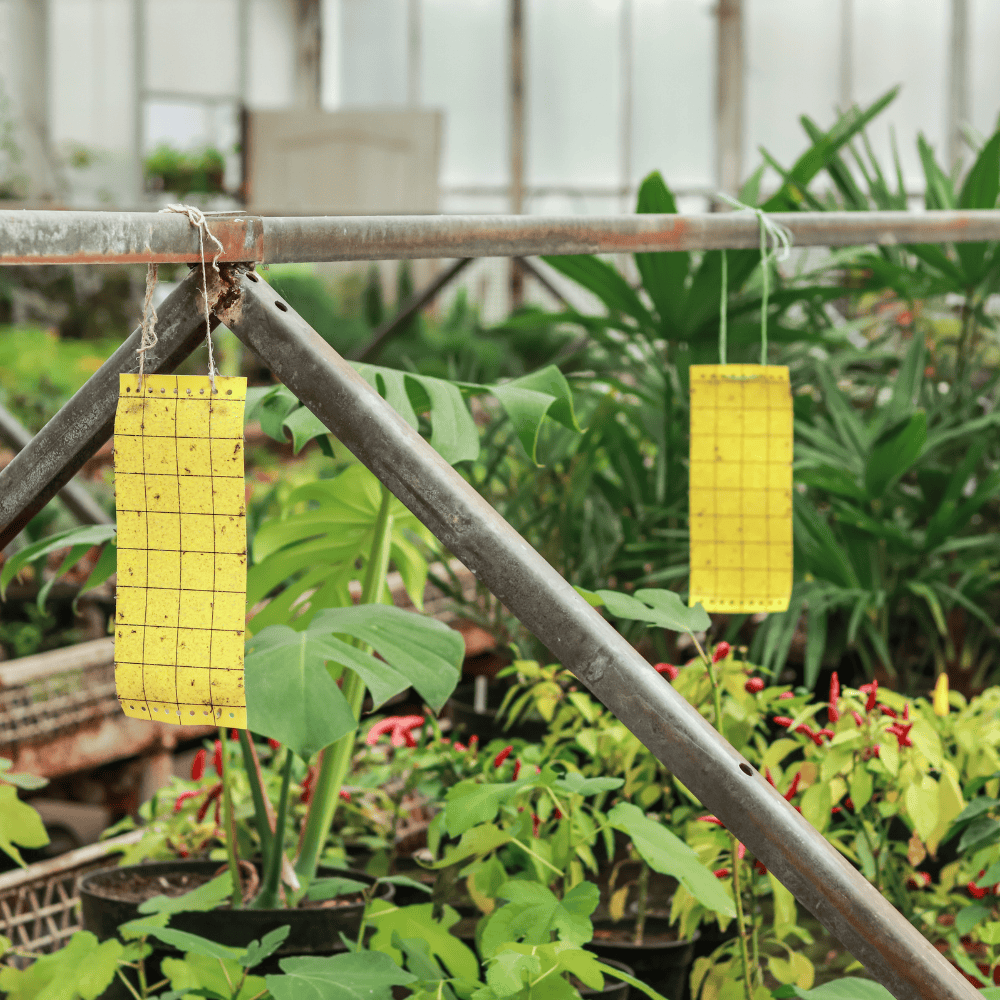  Insect Traps for Gardens