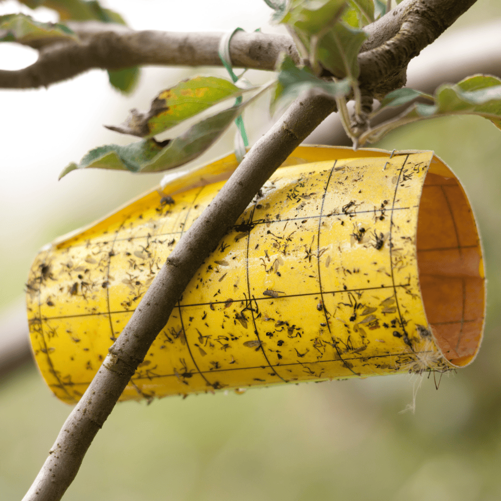  Insect Traps for Gardens