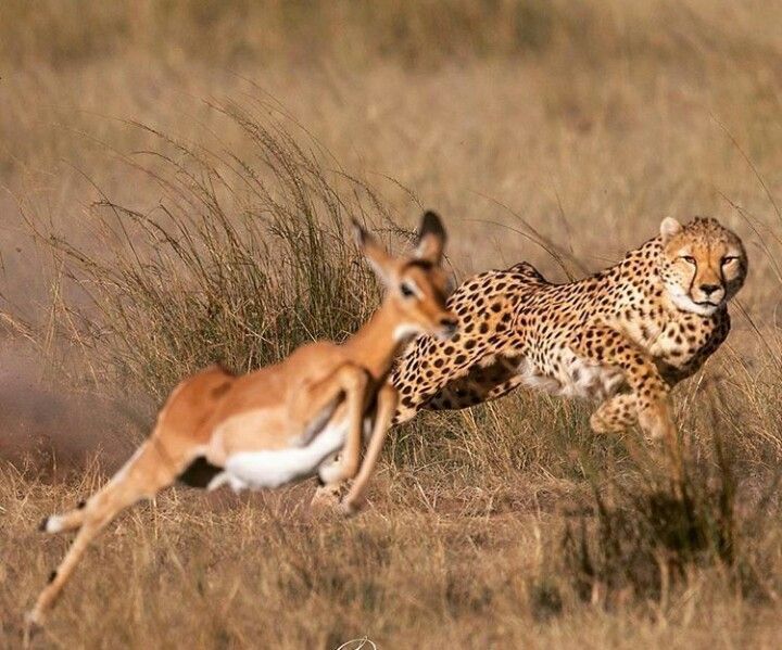 Cheetah Hunt Kill Gazelle