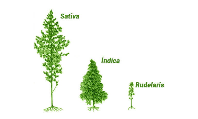 Los distintos tipos de marihuana que existen en la actualidad.