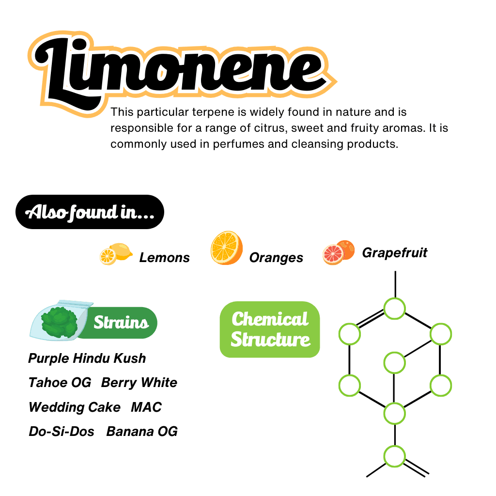 Limonene Terpene Infographic