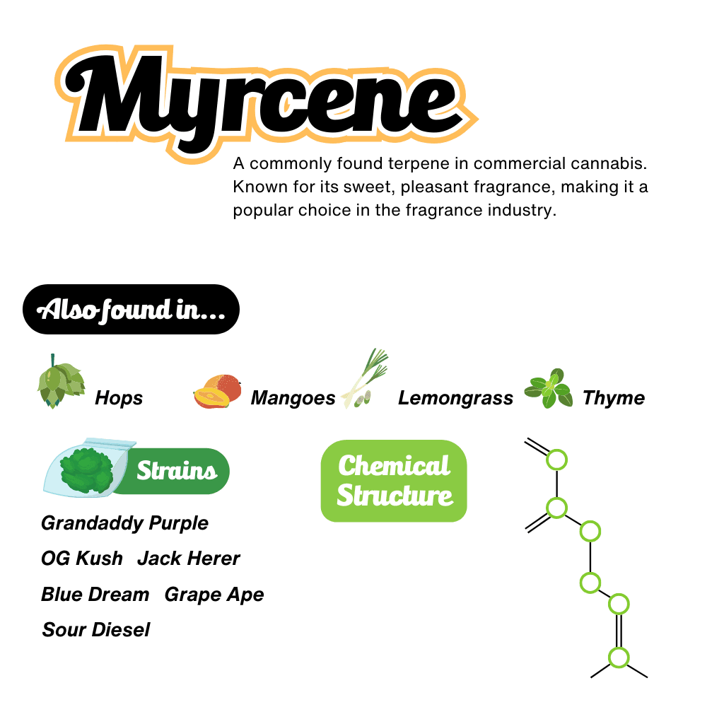 Myrcene Terpene Infographic