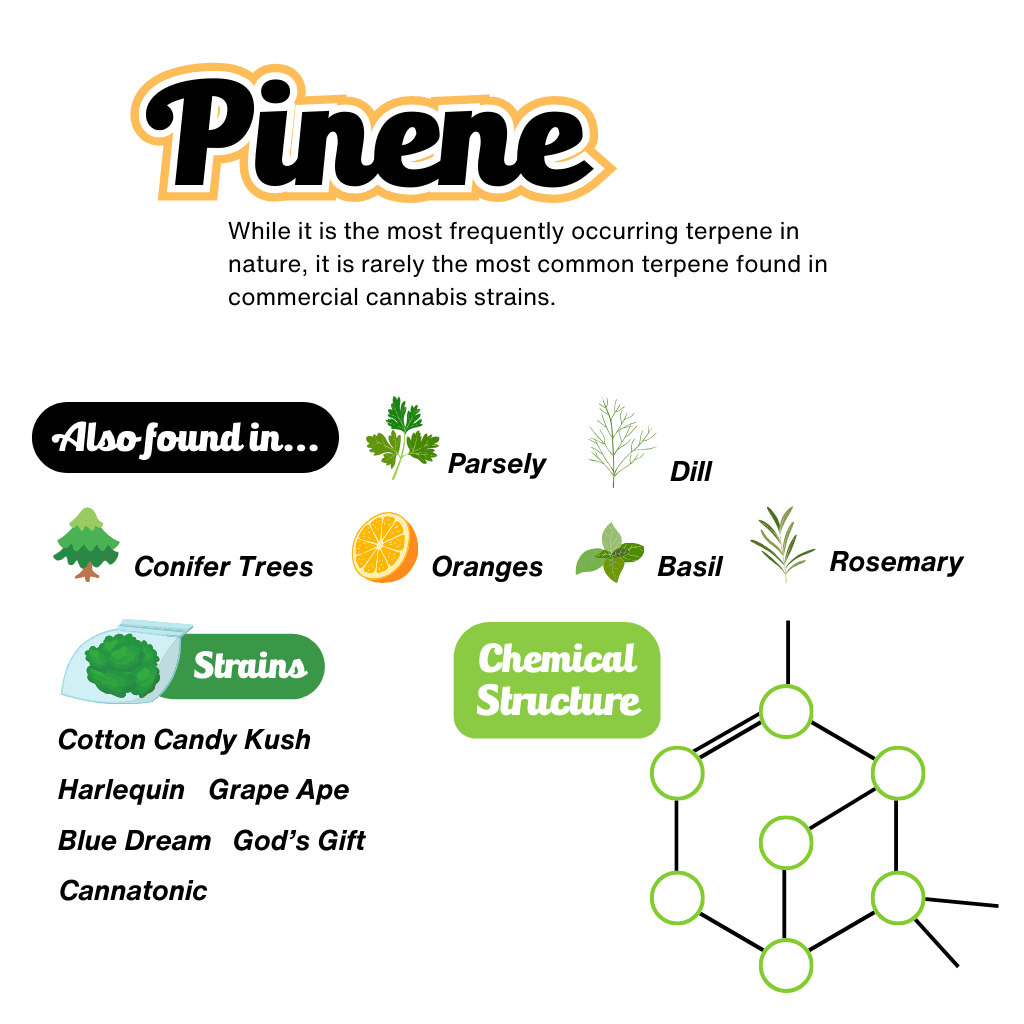Pinene Terpene Infographic