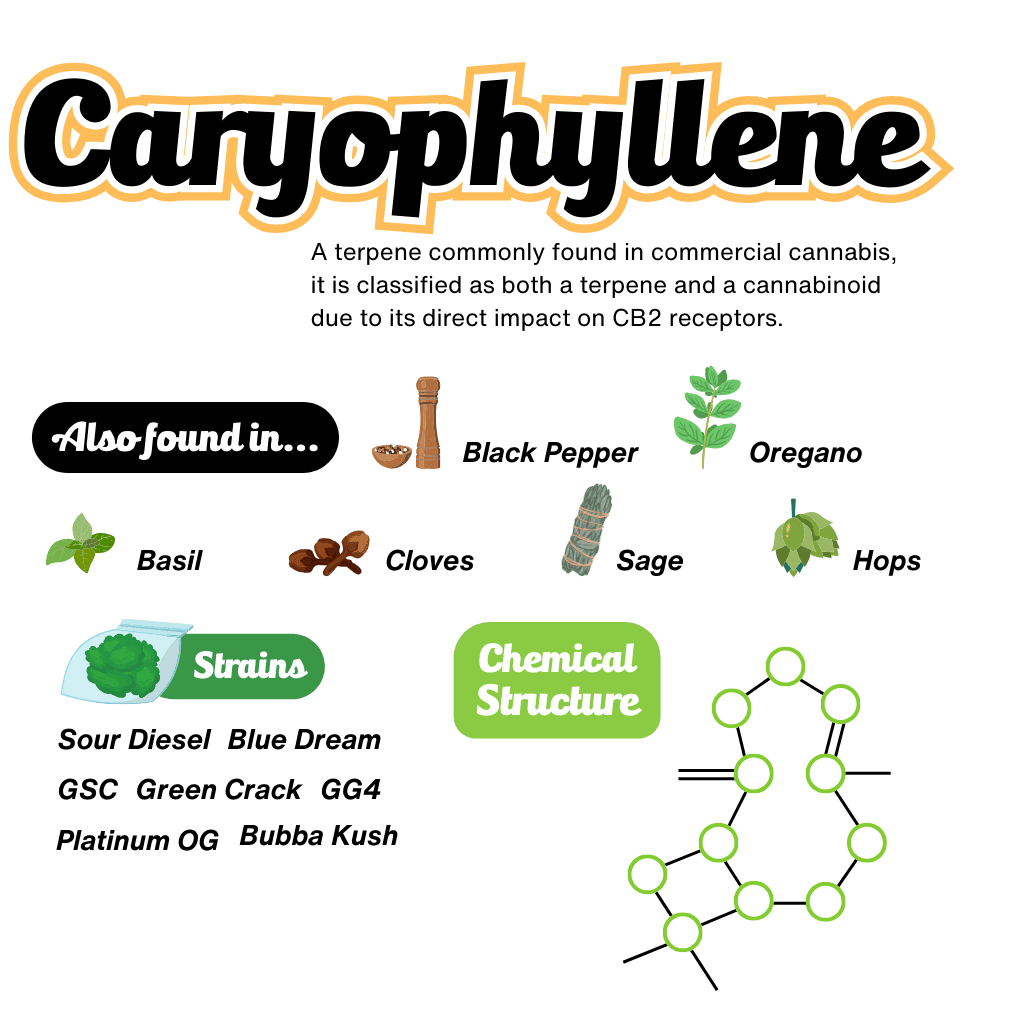 Caryophyllene Terpene Infographic