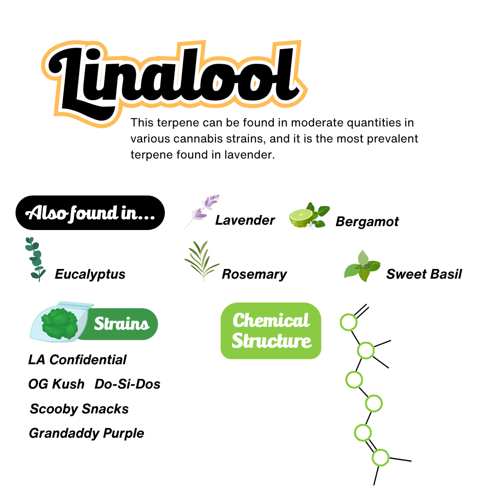 Linalool Terpene Infographic