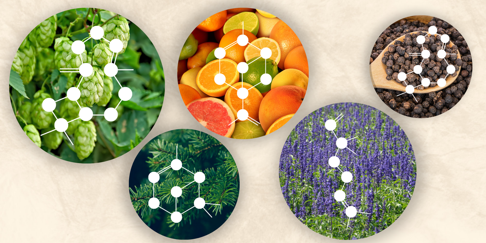 5 Terpenes Blog Head Banner