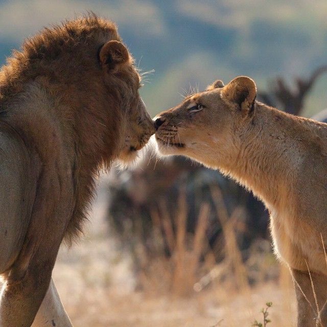 Romantic Safaris