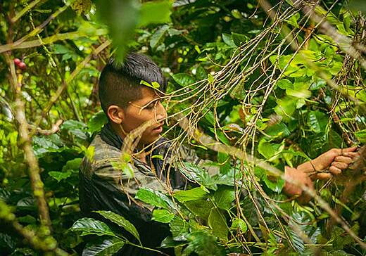 Hoja de coca en colombia