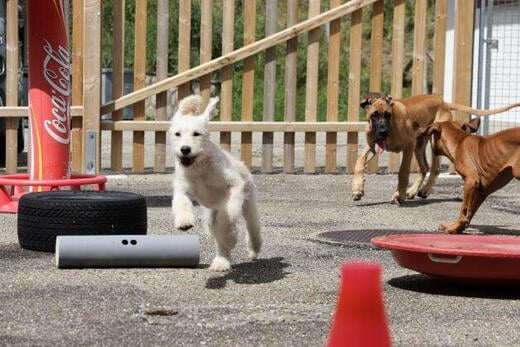 Hundewelpen mit Natural - Dogmanship