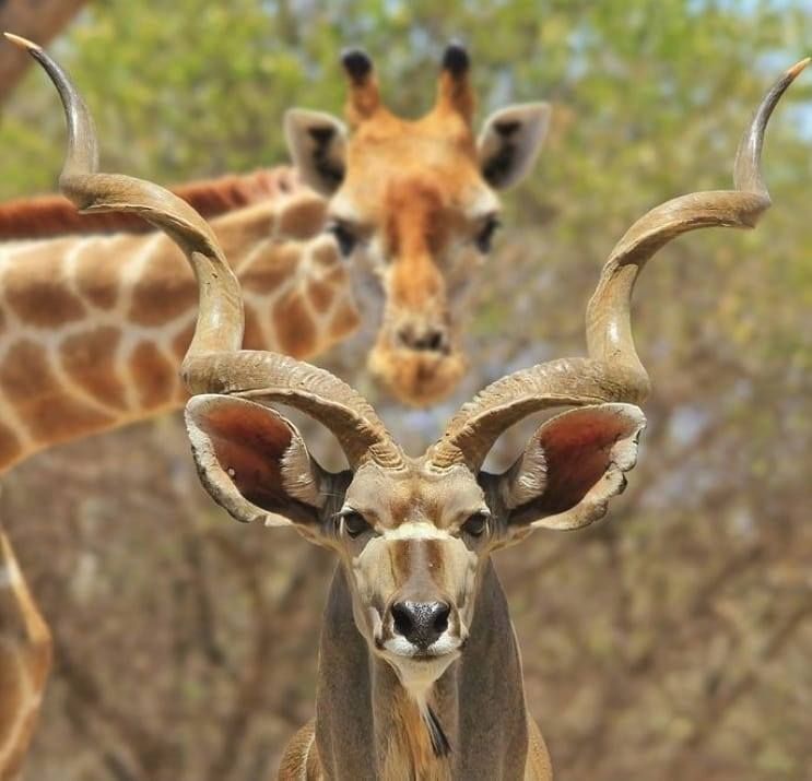 Maasai Giraffe Bongo