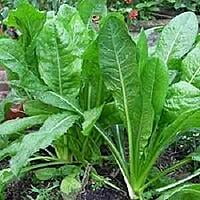 KASINI KEERAI ( CHICORY LEAVES )