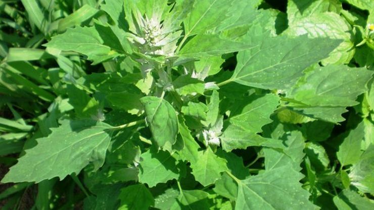 SAKARAVARTHINI KEERAI ( PIG WEED )