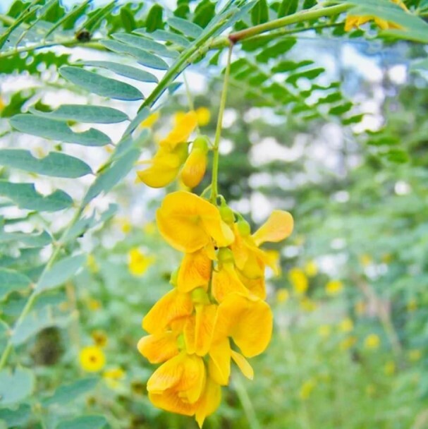Siddhakathi (சித்தகத்தி)