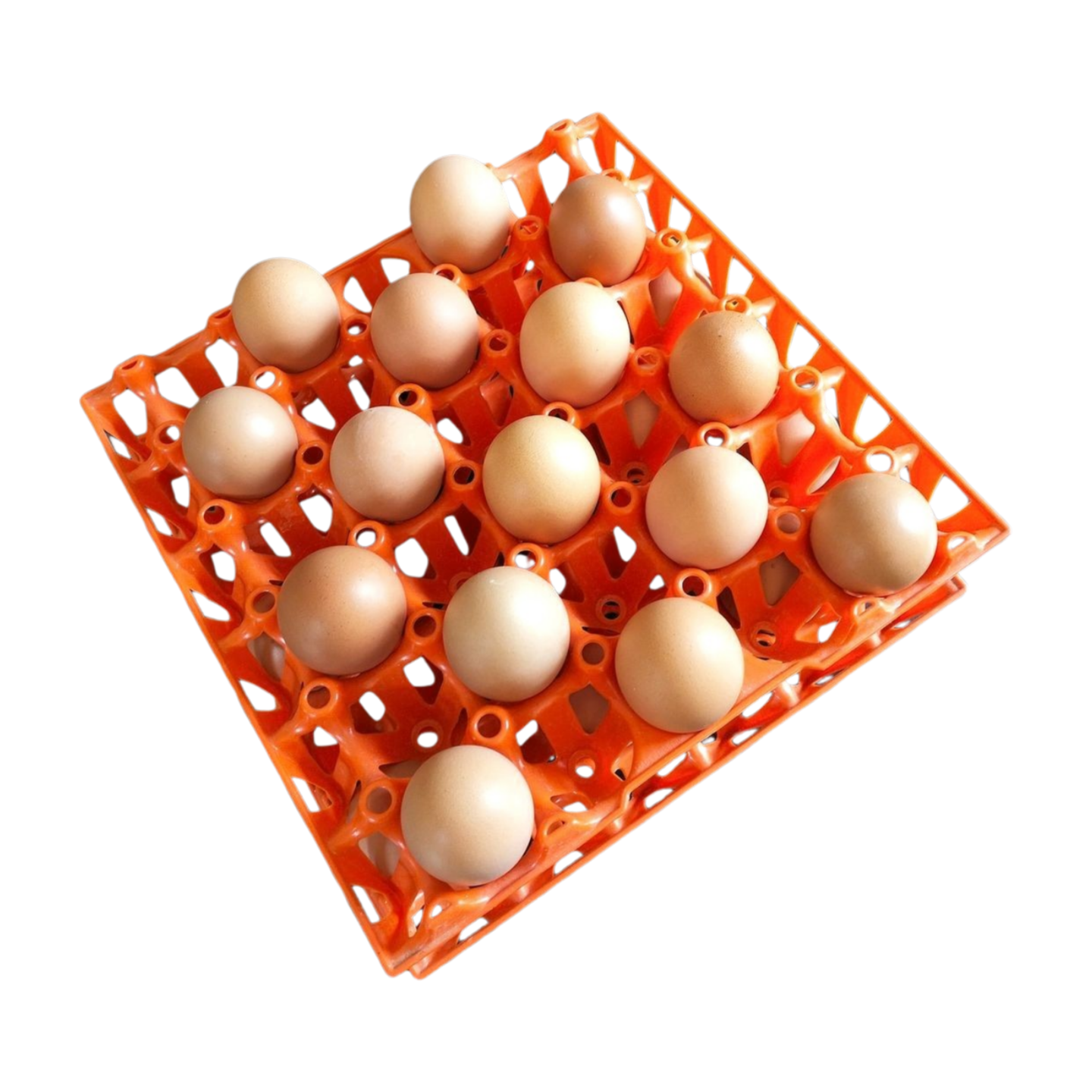Titan Table Eggs