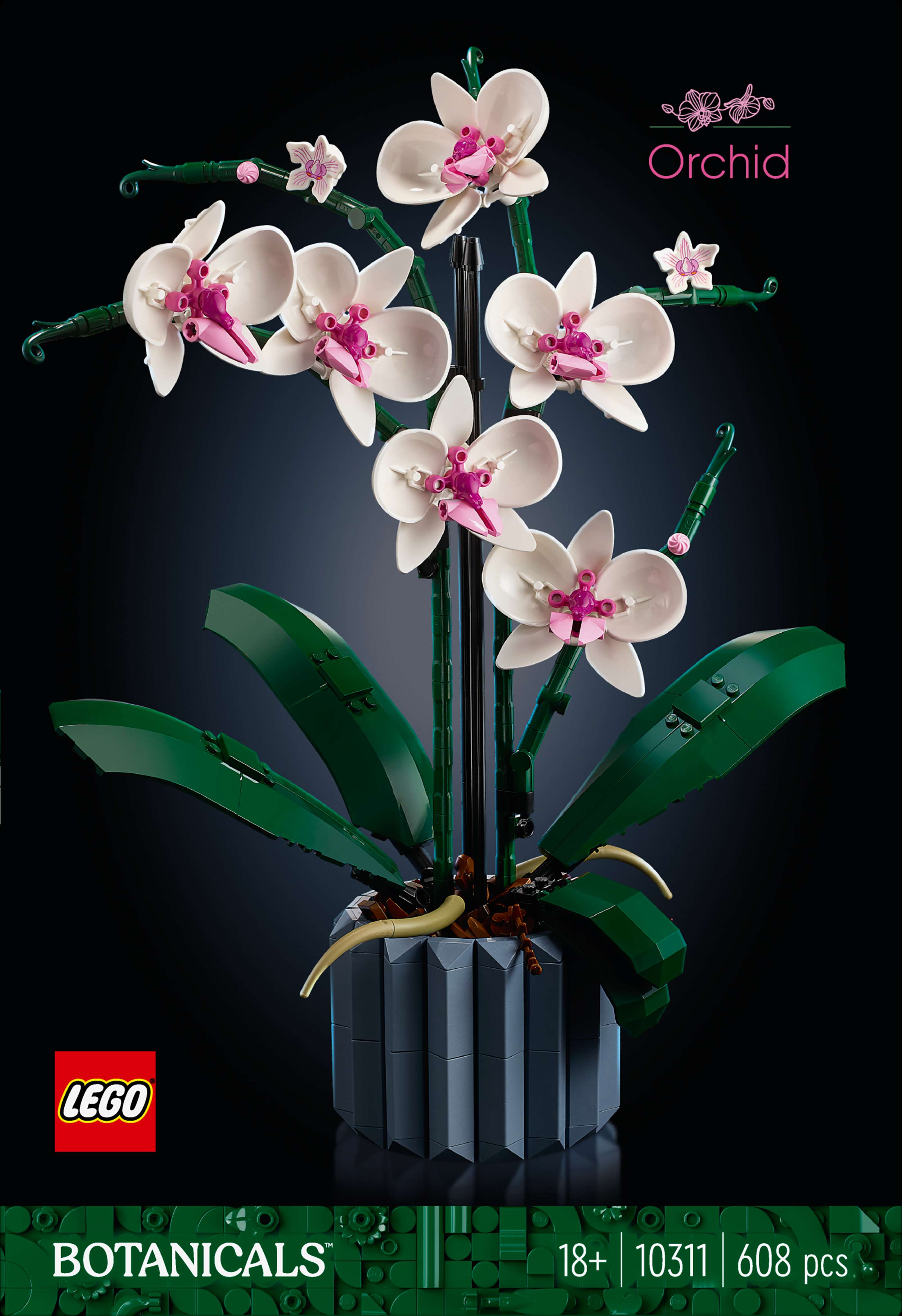 Orchid