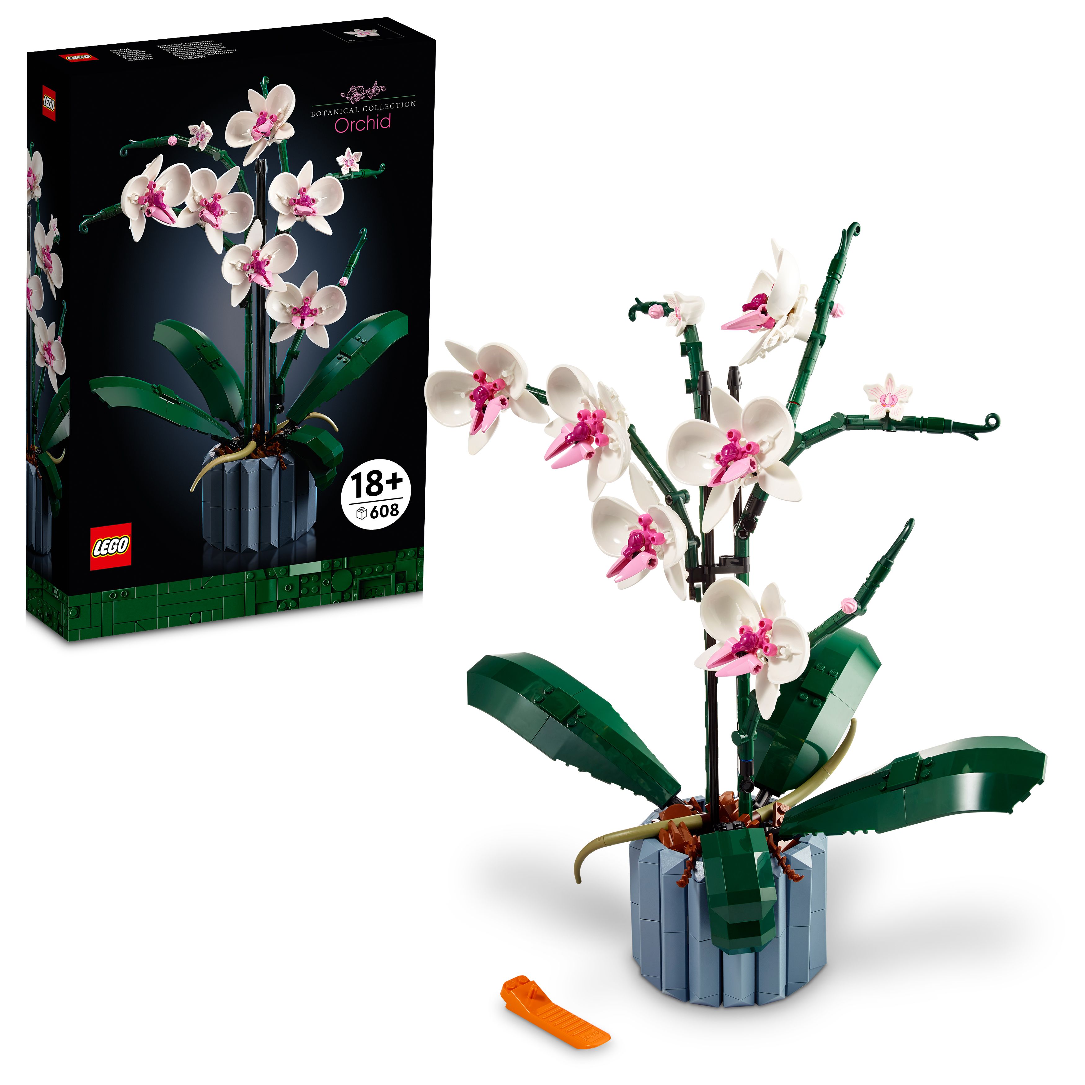 Orchid
