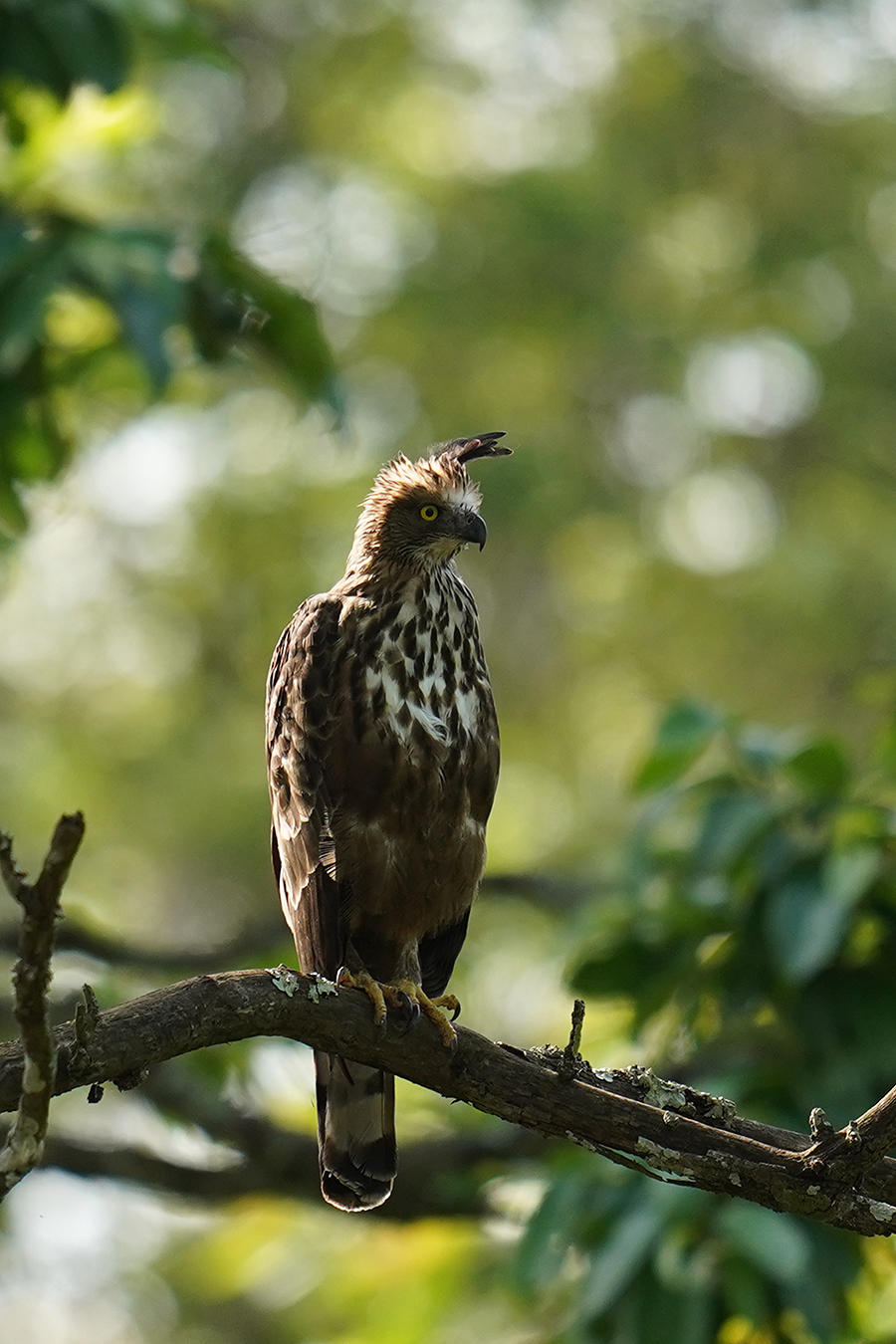 Crested Hawk Eagle