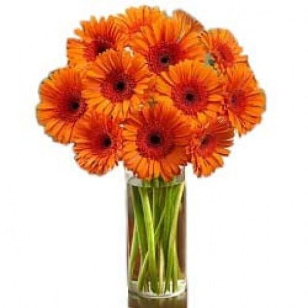 Orange Happy Gerberas Orange Happy Gerberas