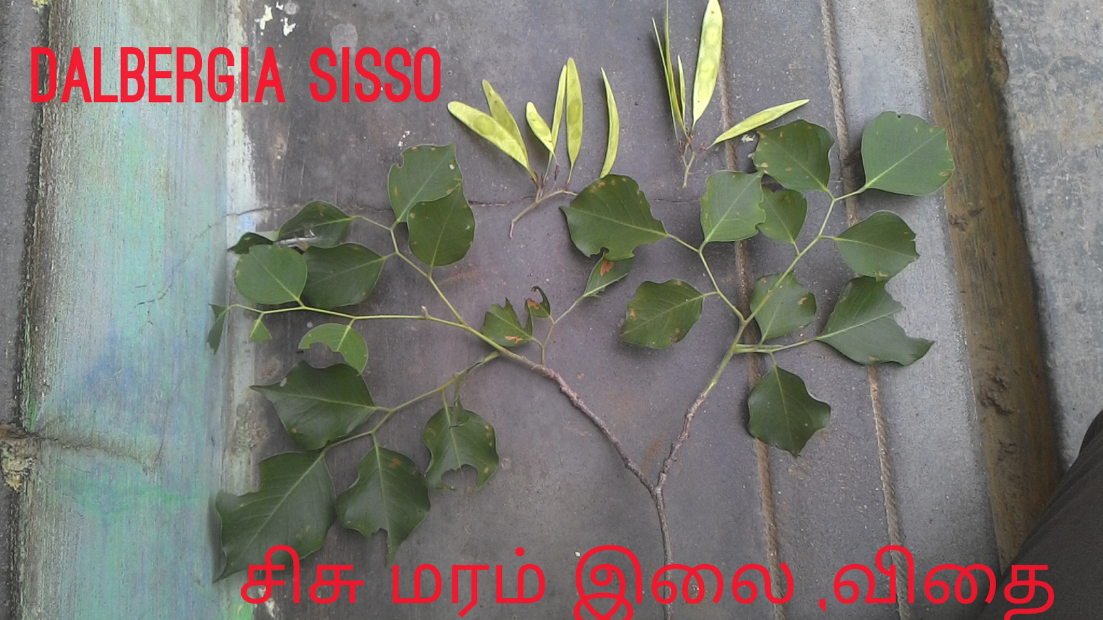 Sisu Maram | Dalbergia sissoo (சிசு மரம் )