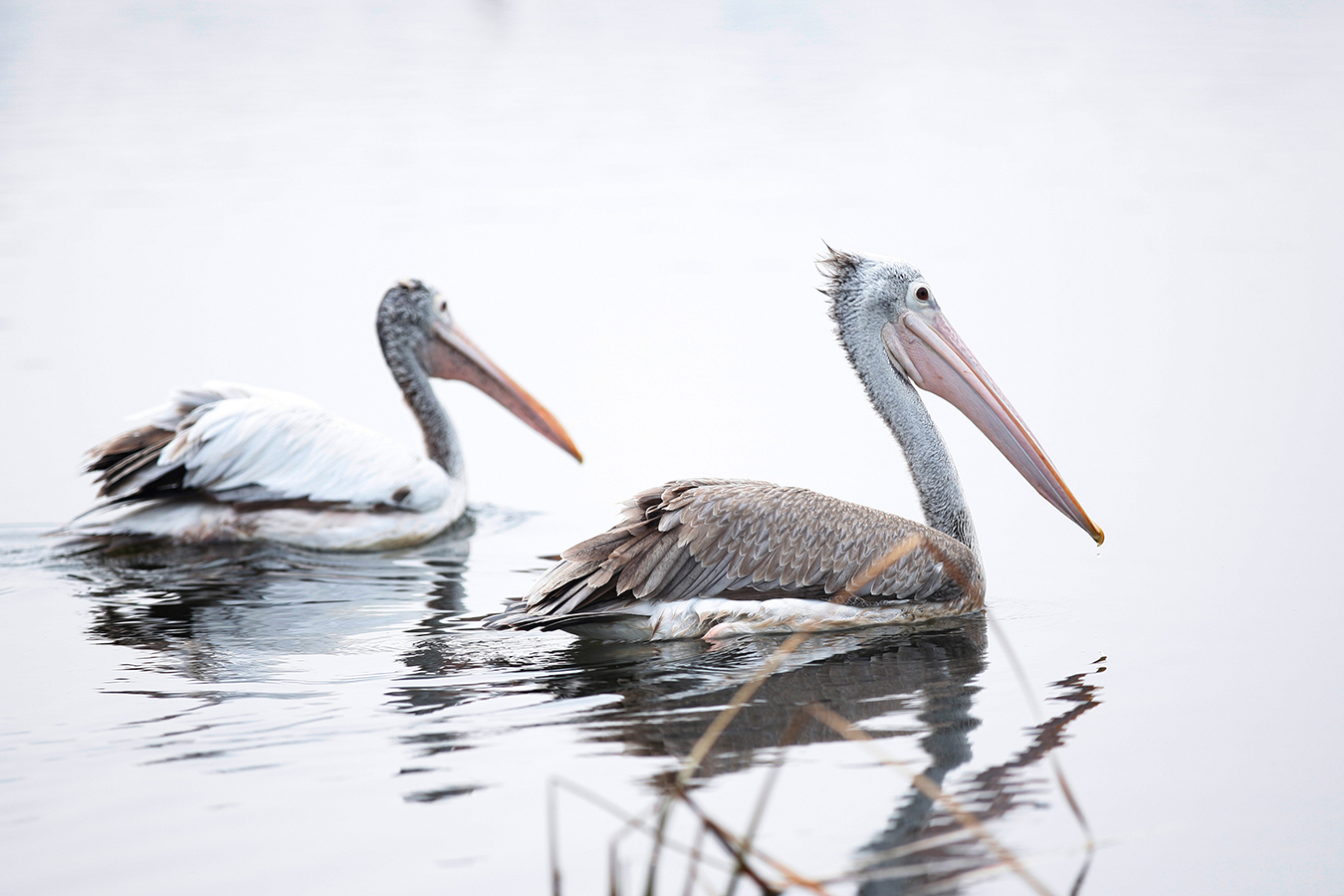 Pelican 01