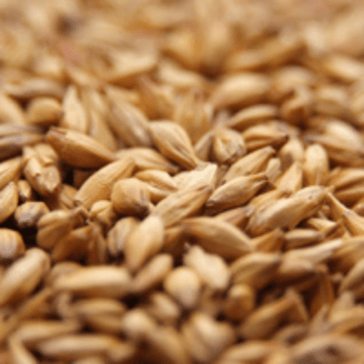 Goldpils® Vienna Malt - Briess Goldpils® Vienna Malt - Briess