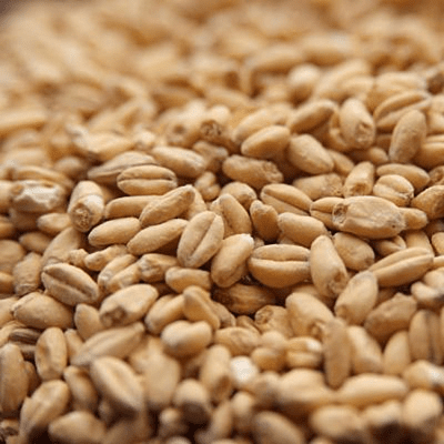 White Wheat Malt - Briess