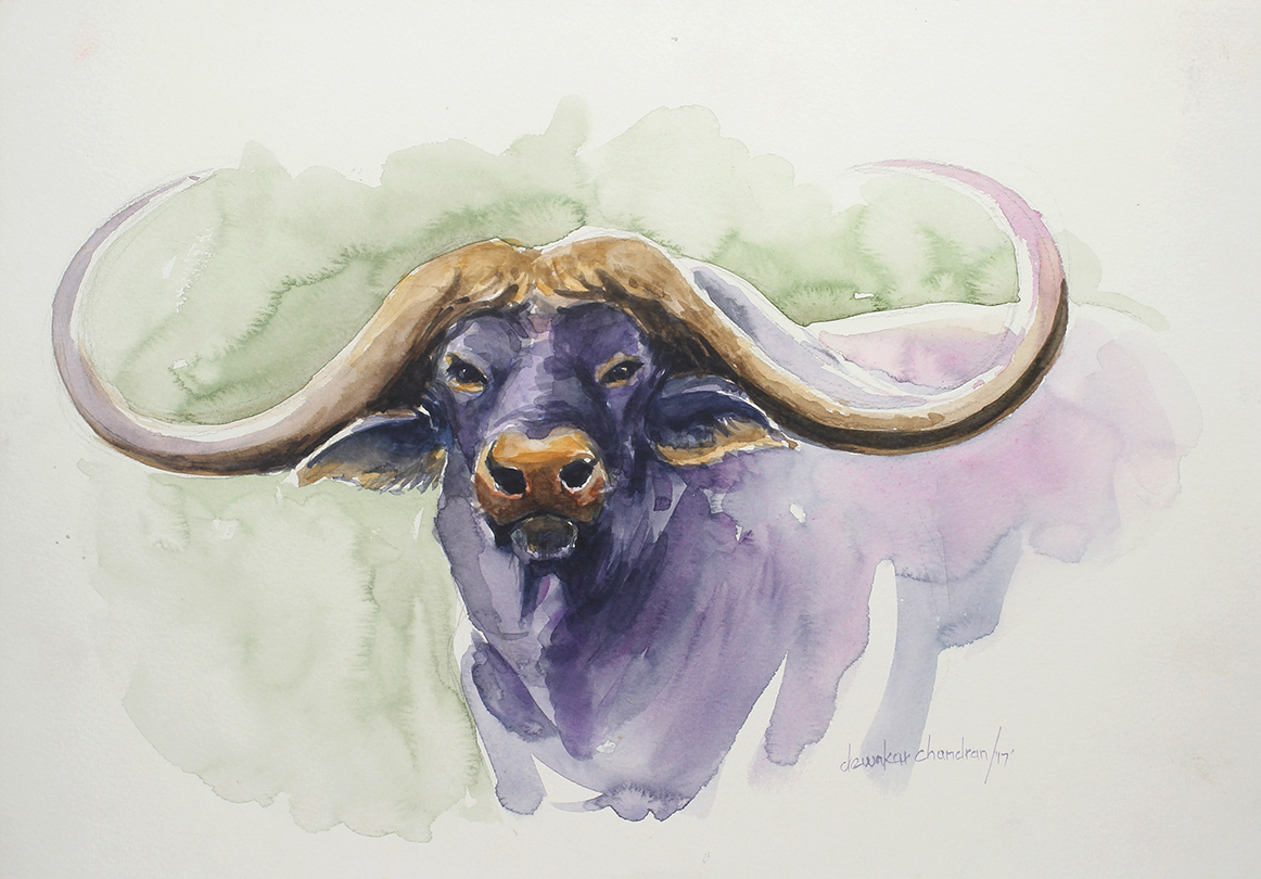 Africal Buffalo