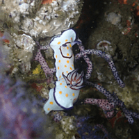 Two Boat Dives - Fujairah Two Boat Dives - Fujairah
