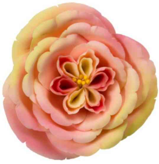 Apricot Nectar Rose - Gumpaste Apricot Nectar Rose - Gumpaste