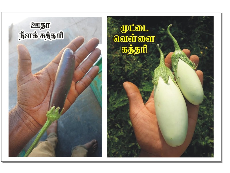 Blue Long  Brinjal  | ஊதா நீட்ட கத்தரி