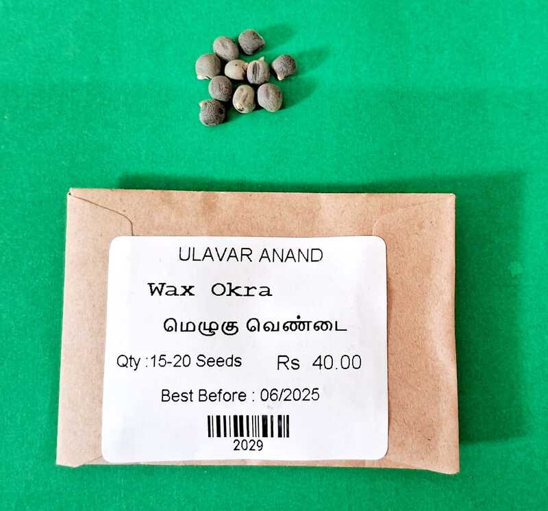 Melugu - Ladies finger ( மெழுகு வெண்டை )