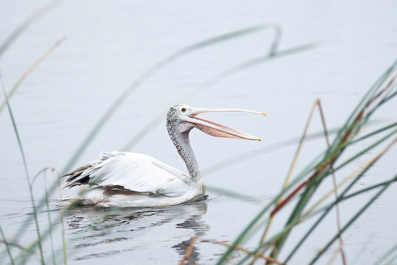 Pelican 03