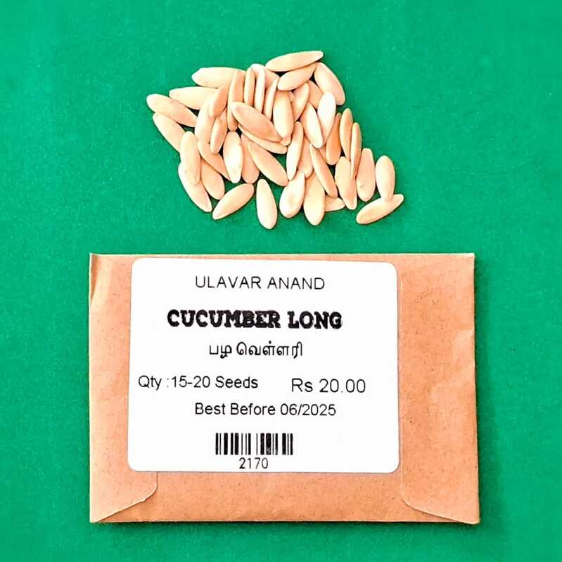CUCUMBER (வெள்ளரி - பழம்)