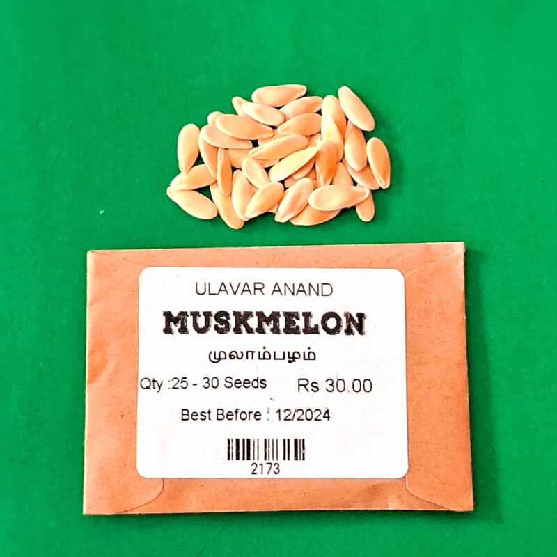 MUSKMELON (முலாம்பழம்)