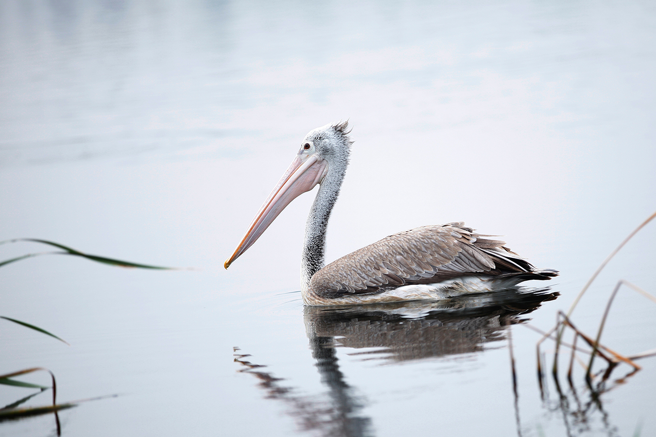 Pelican 04