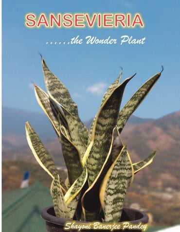 Sansevieria, the wonder plant