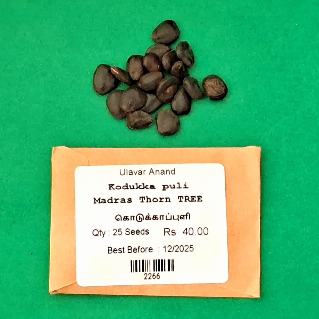 Kodukka puli | Madras Thorn (கொடுக்காப்புளி )