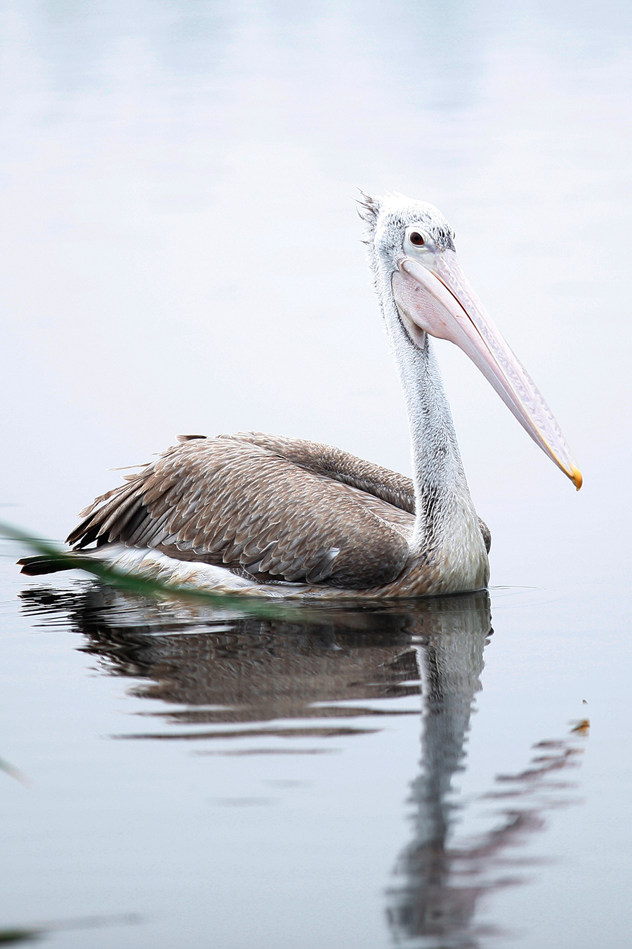 Pelican 05 Pelican 05