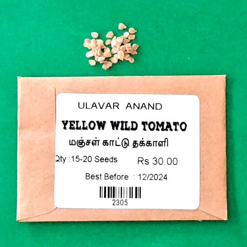 Yellow Wild Tomato (மஞ்சள் காட்டு தக்காளி )