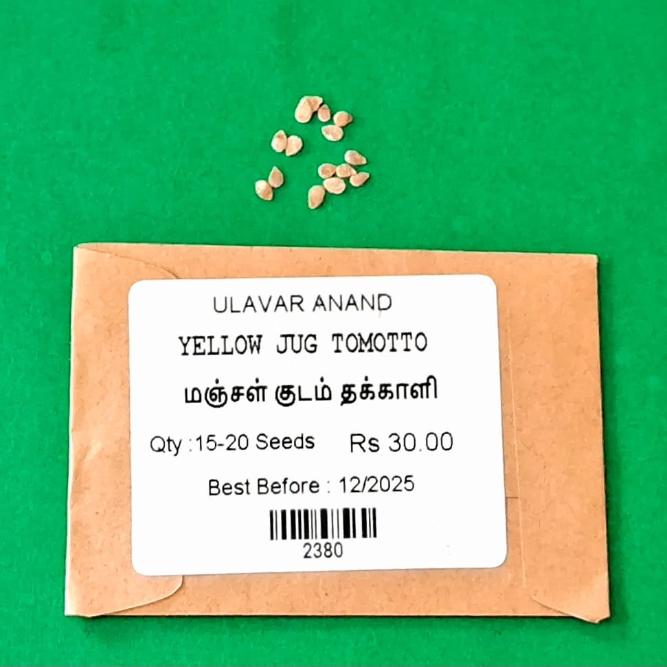 YELLOW  JUG  TOMOTTO (மஞ்சள் குடம்  தக்காளி)