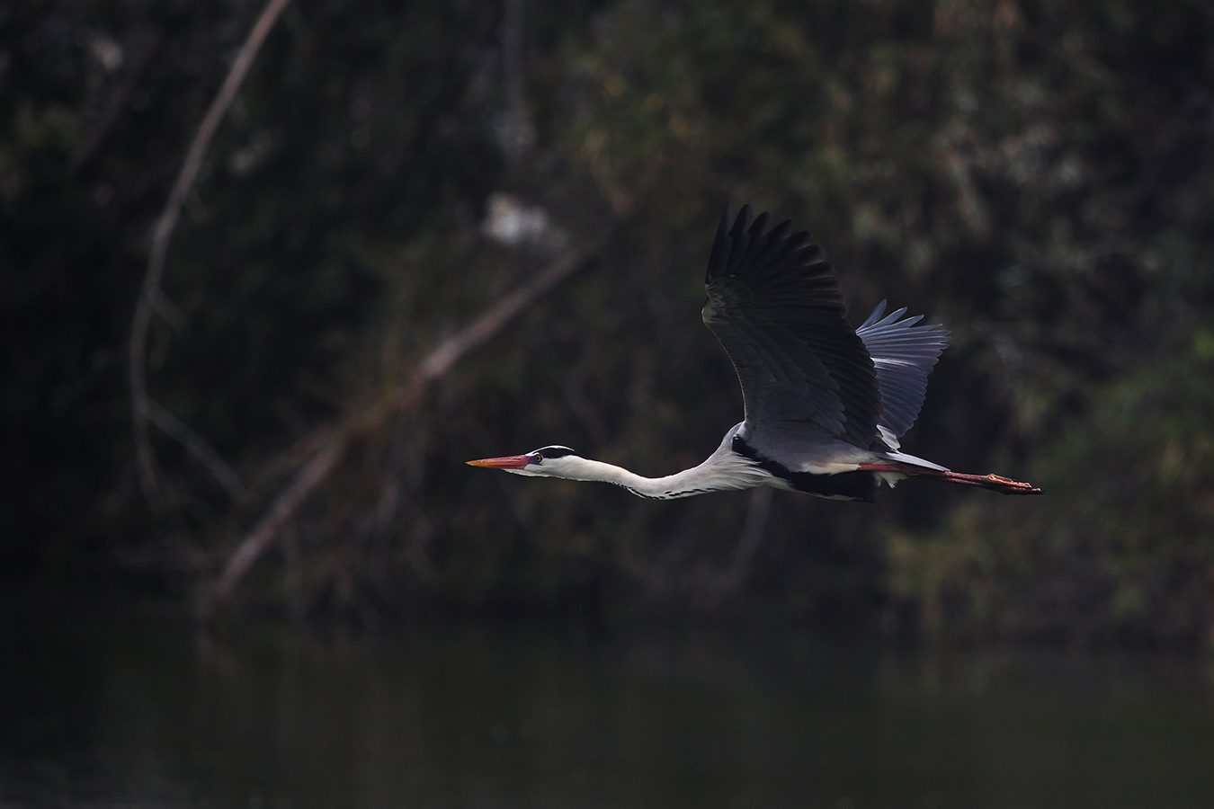 Stork